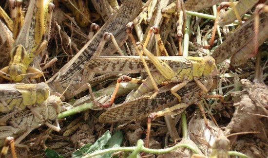 蚱蜢和蝗虫的区别