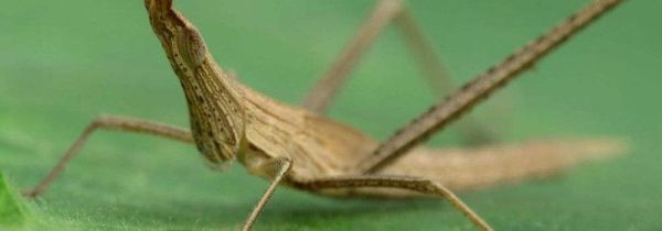 蚱蜢和蝗虫的区别