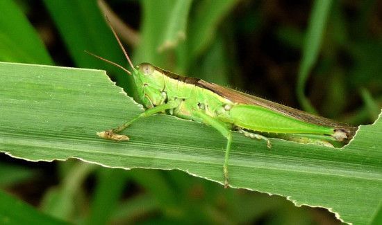 蚱蜢和蝗虫的区别