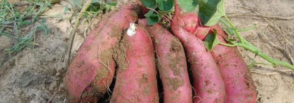 红薯盆景制作方法