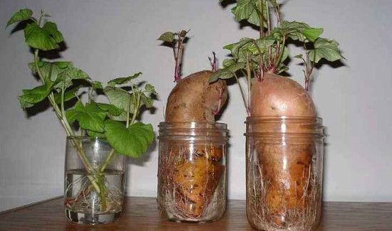 红薯盆景制作方法