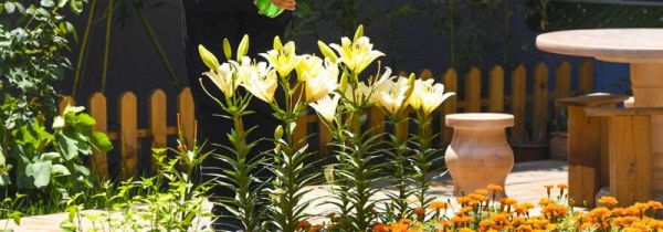 自来水能浇花吗