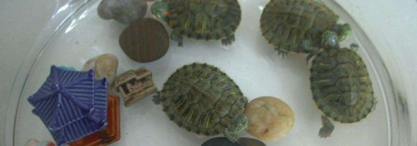 自来水能养乌龟吗