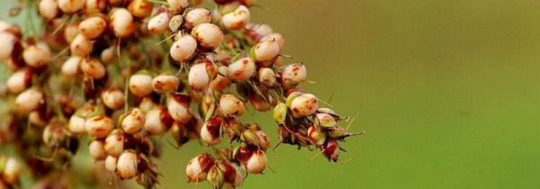 结婚为什么踩高粱