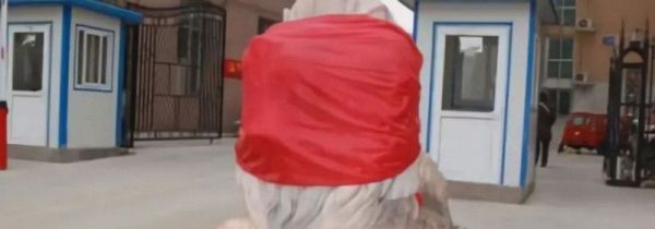 结婚为什么贴狮子