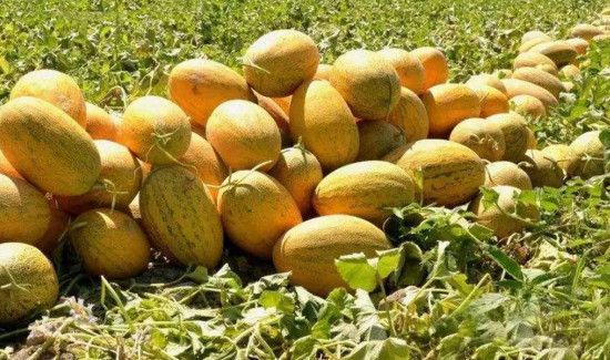 哈密瓜吃多了会怎么样