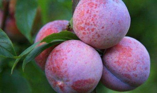 三华李泡酒有什么功效