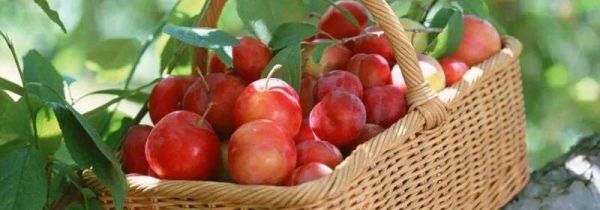 三华李泡酒有什么功效