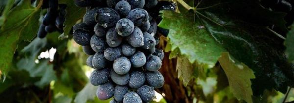 葡萄可以直接泡酒吗