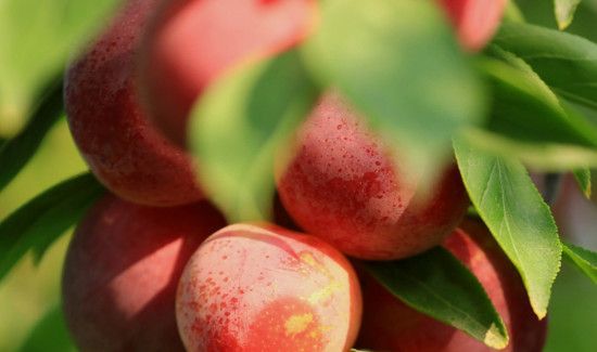 米酒可以泡李子吗