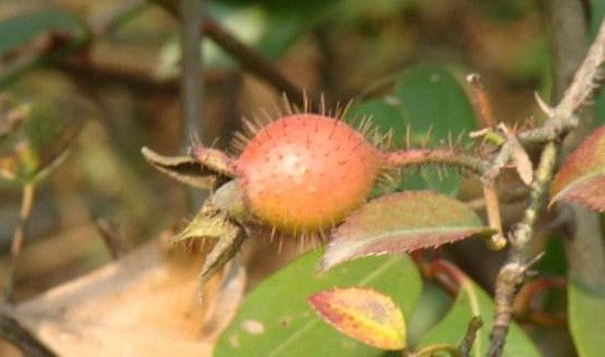 金樱子如何食用