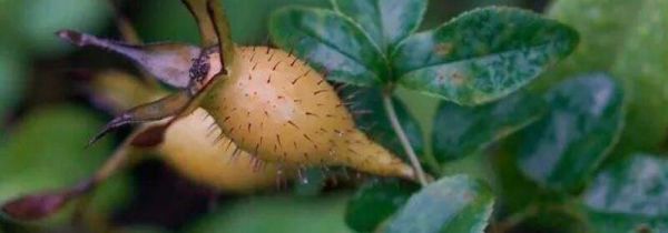 金樱子如何去掉身上的刺