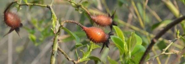 金樱子如何泡茶喝