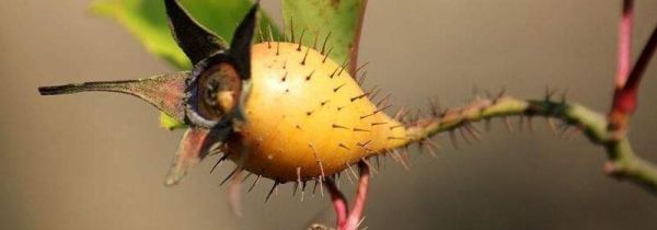 金樱子如何制作白酒