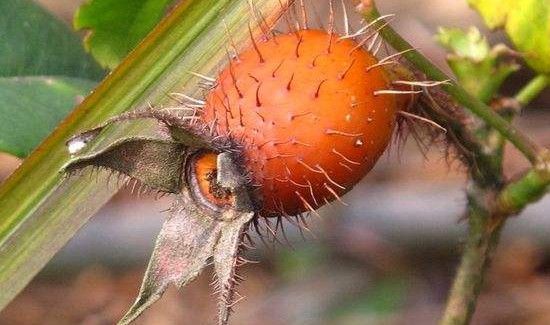 金樱子如何泡水好