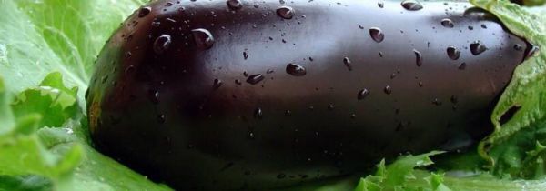 茄子与什么相克