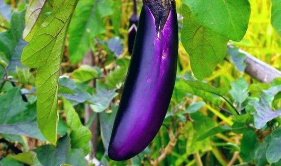 茄子与什么相克