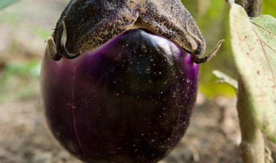 茄子与什么相克