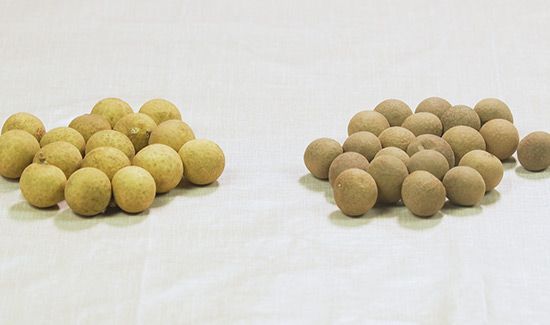 龙眼和桂圆的区别