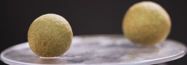 龙眼和桂圆的区别