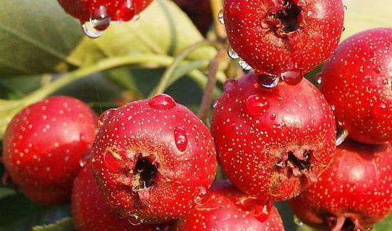 山楂干发霉了还能吃吗