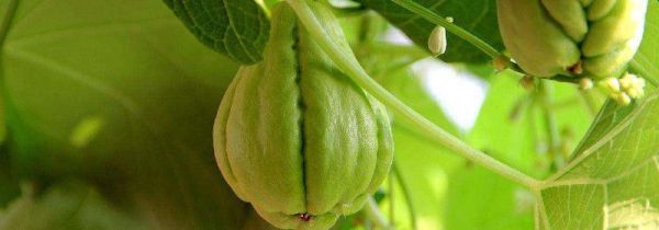 佛手瓜发芽吃了会中毒