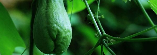 佛手瓜能凉拌着吃吗