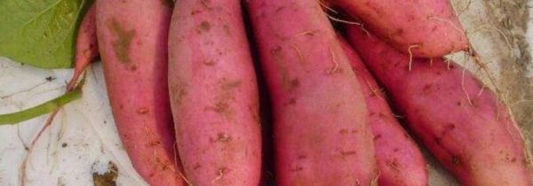 晚上可以吃红薯吗