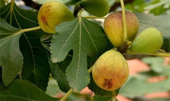 无花果和柿子可以一起吃吗