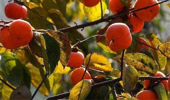 无花果和柿子可以一起吃吗