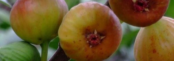 无花果和柿子可以一起吃吗