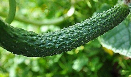 山药豆跟什么相克