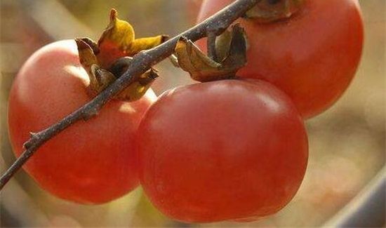 晚上吃柿子有什么危害