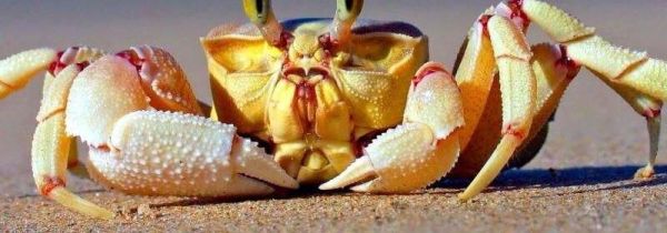 紫苏和螃蟹怎么用