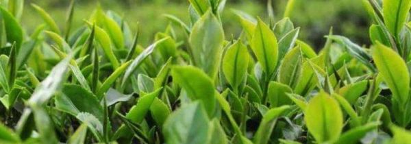 茶叶过了保质期还能喝吗