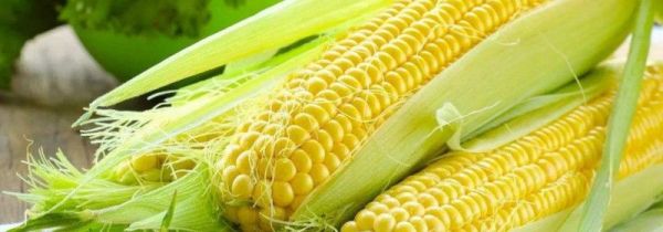 玉米叶属于什么垃圾