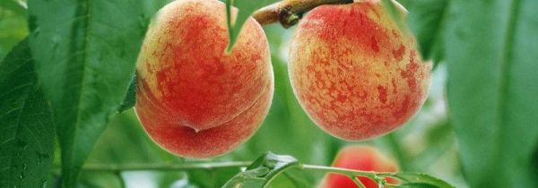 桃子吃不完怎样收藏