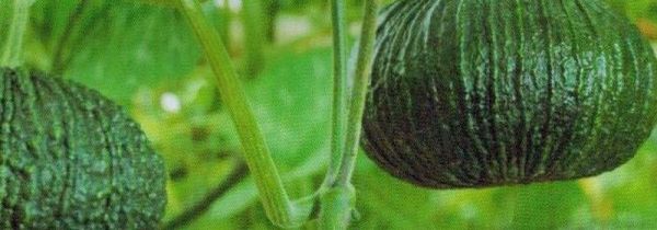 鳄鱼南瓜怎么削皮