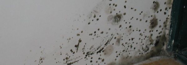 白墙发黑霉怎么办