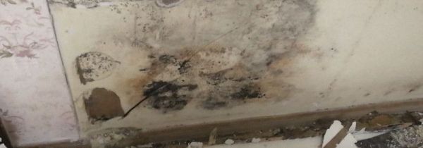 太潮湿柜子发霉怎么办