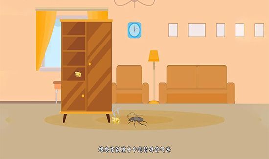 家里有蟑螂怎么办