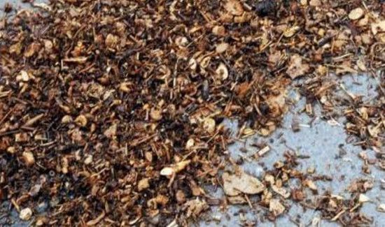 中药渣怎么处理