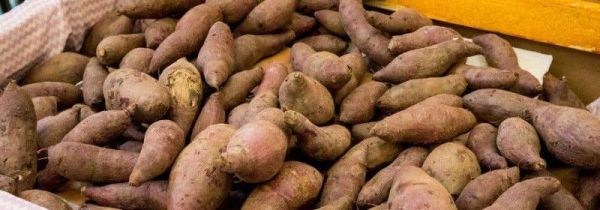 冬天红薯怎么储存家里没窖