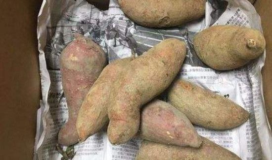 冬天红薯怎么储存家里没窖