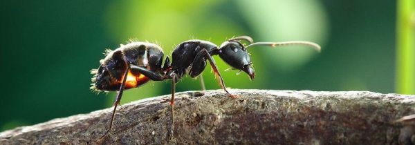 厨房窗台上有蚂蚁用什么能避免