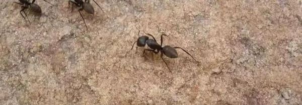 窗台缝找到蚂蚁窝该如何处理