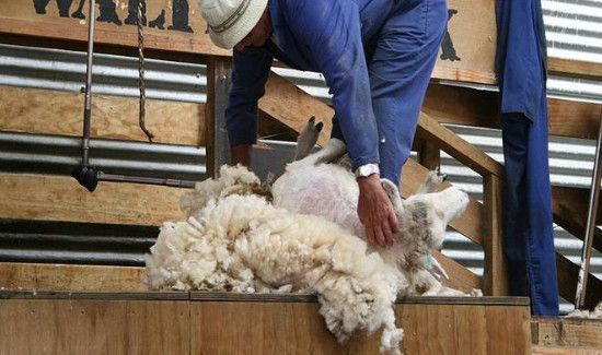 去除羊毛膻味妙招