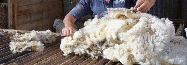 去除羊毛膻味妙招