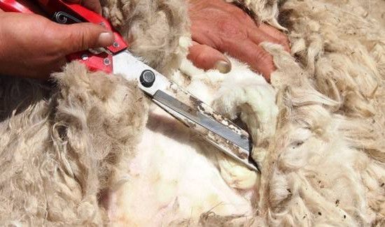 去除羊毛膻味妙招