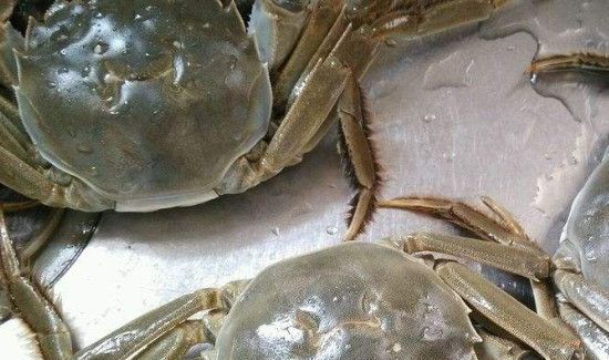三门青蟹怎么保存不会死